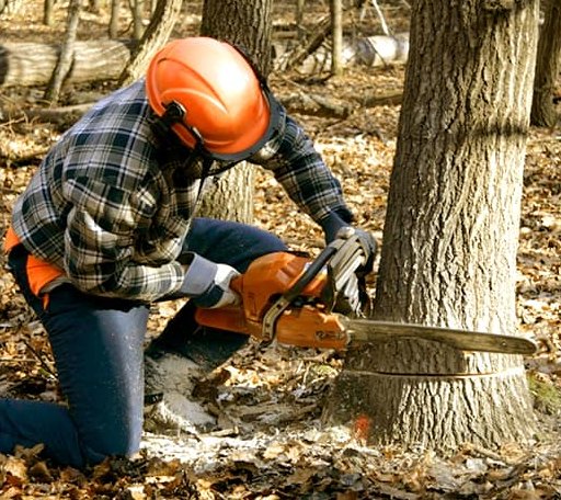 Tree Removal in Lena, WI